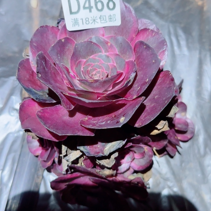 多肉法师淘宝福利