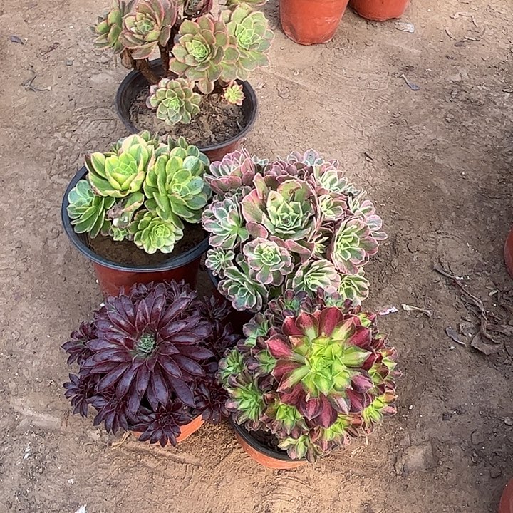 657多肉植物组合，