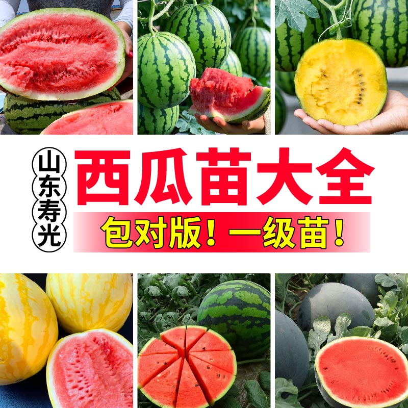 寿光各种西瓜苗秧大全超甜懒汉麒麟黄小凤早春红玉西瓜种子盆栽