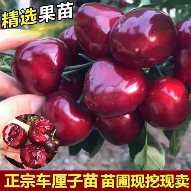 【带土带叶】精品嫁接车厘子树苗盆栽地栽南北种植大果耐寒耐旱树苗