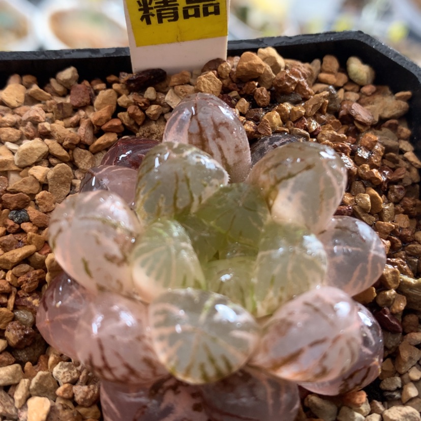 【闪购商品】798塑料皮