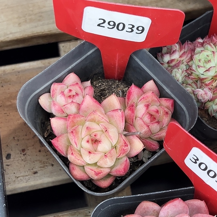 冬***梅糖心。     29039号。  