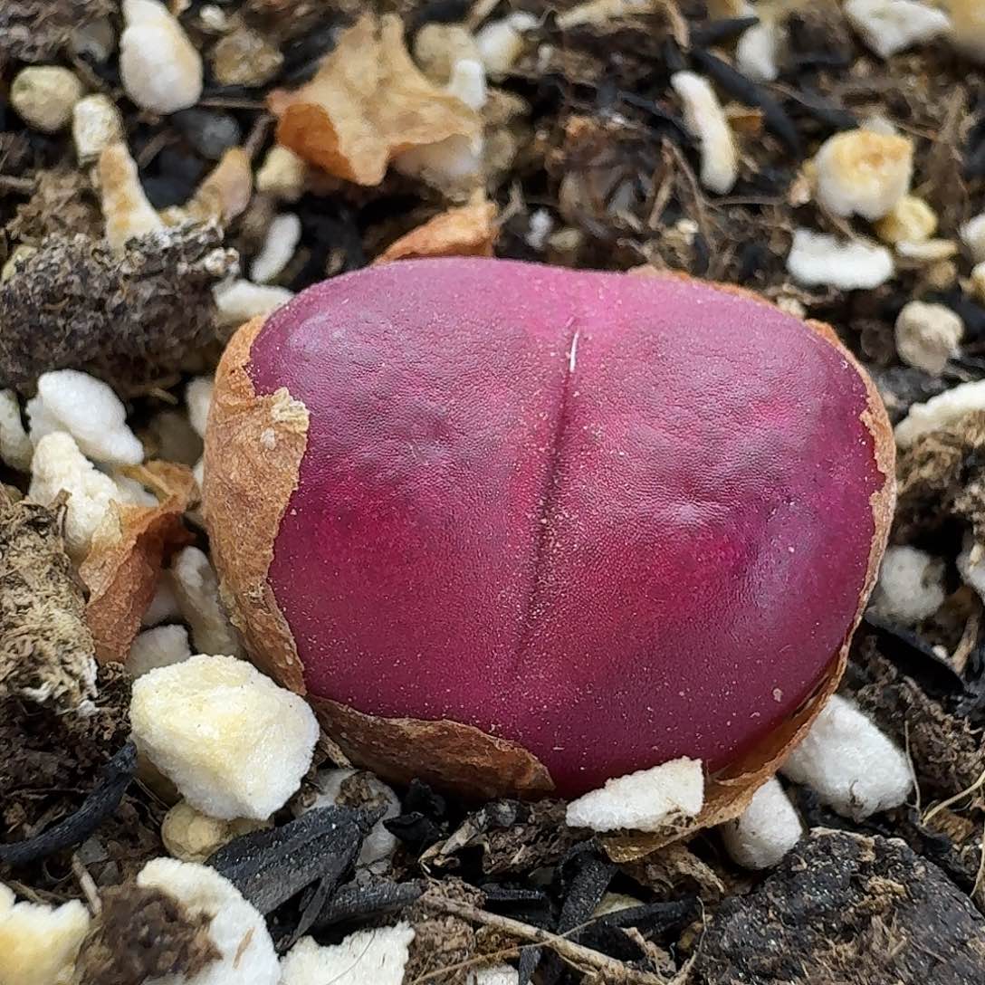 老马生石花吕红1411