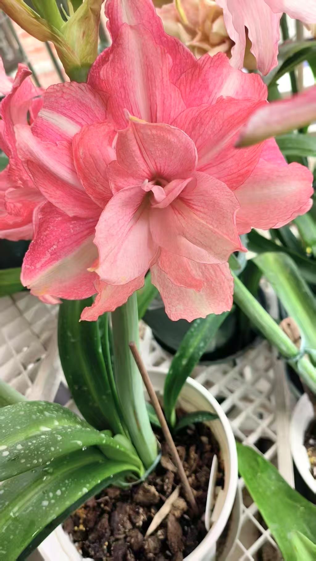 S孤挺花园 粉色蝴蝶结 带肋 裸球