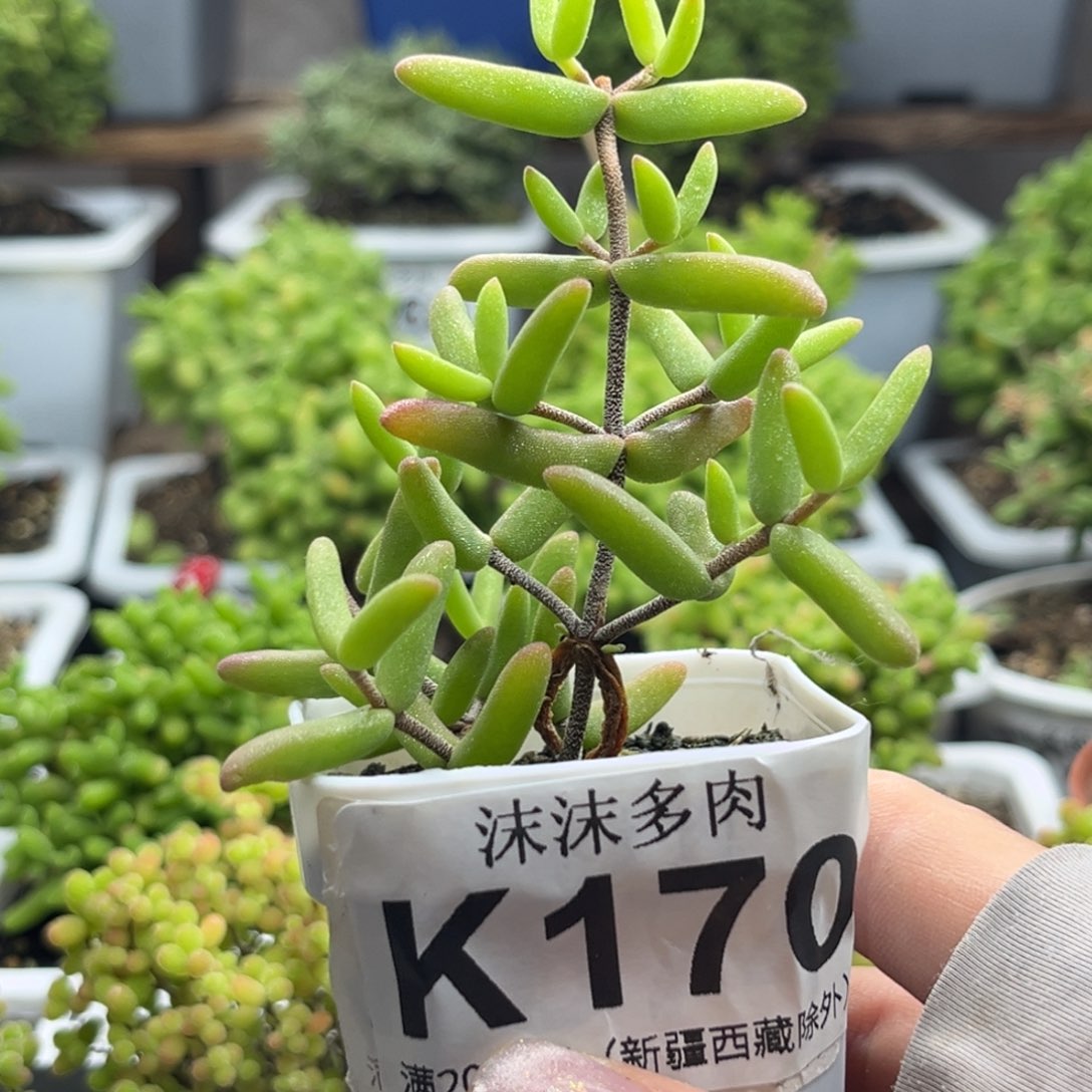 香蕉 170。