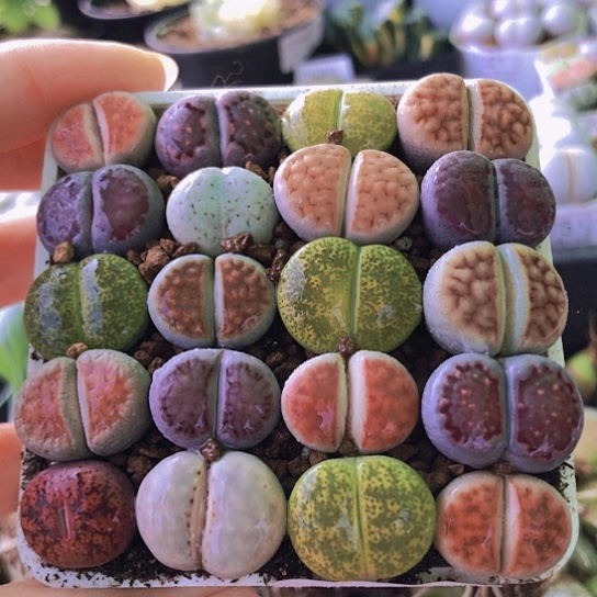 无花朵0973，20颗如图