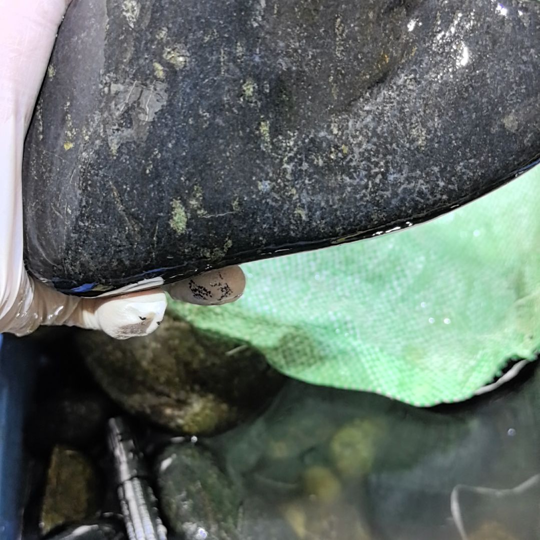 蒙***哥藏玉药王石原石一个摆件