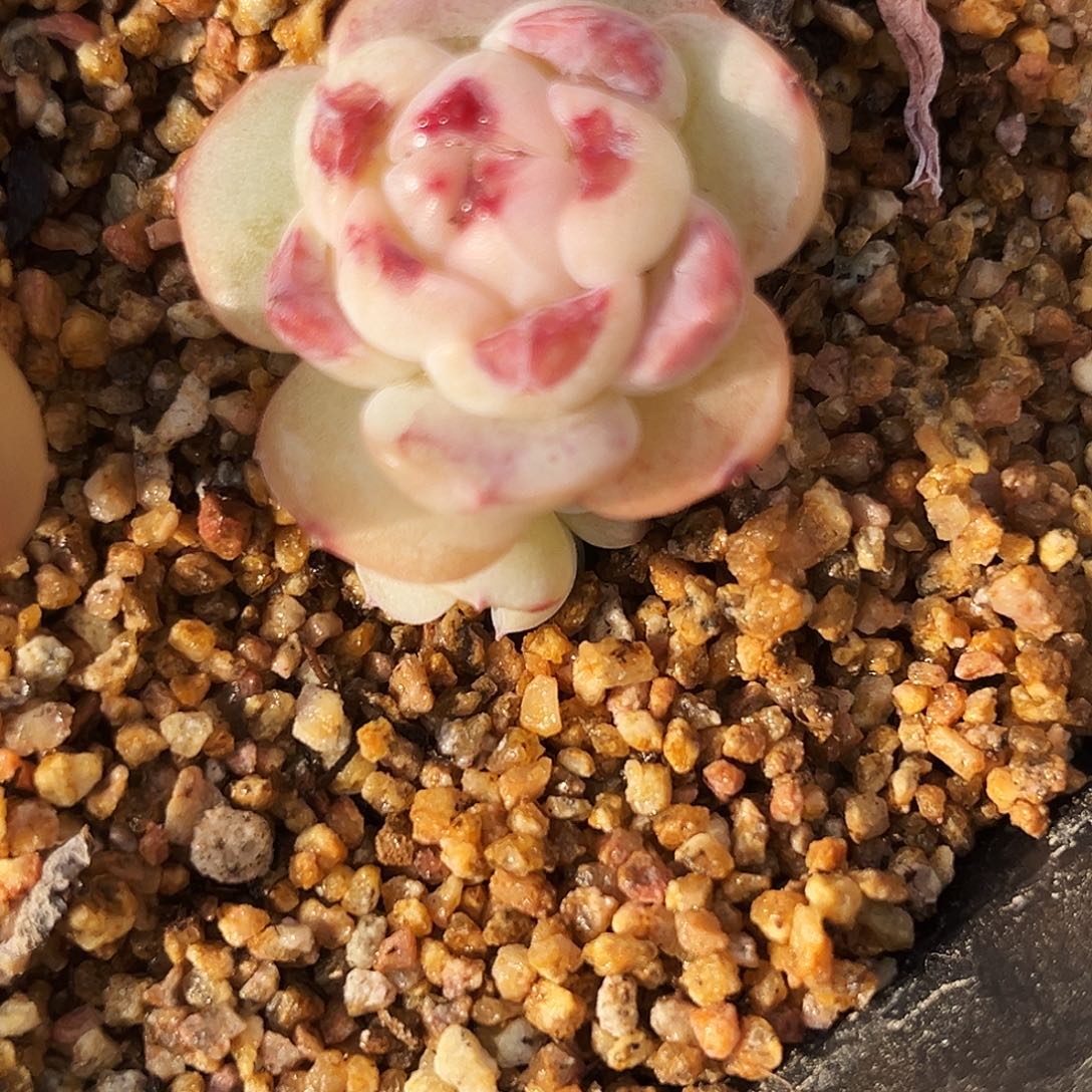 比***丢多肉植物bidiu专拍