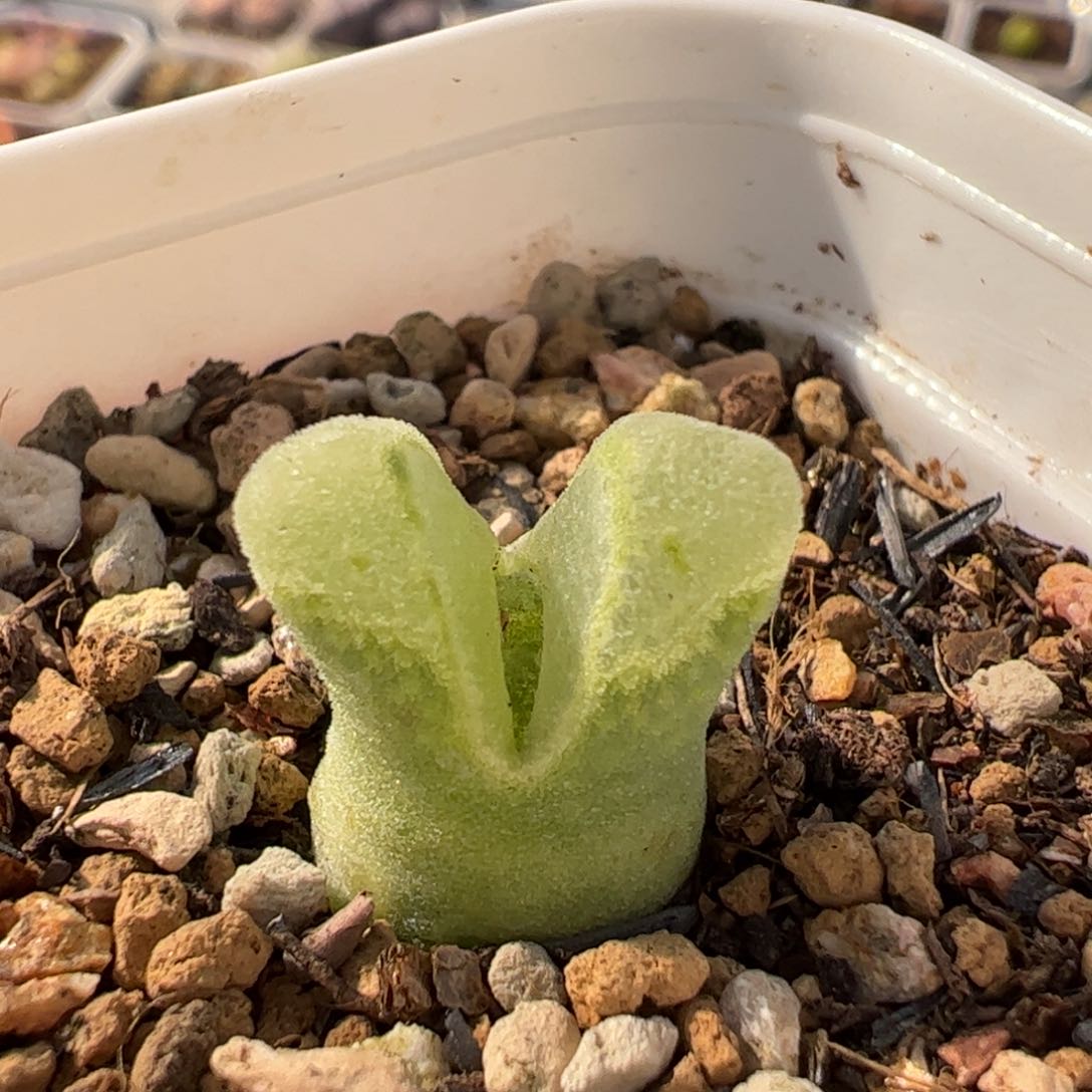 452多肉植物百科