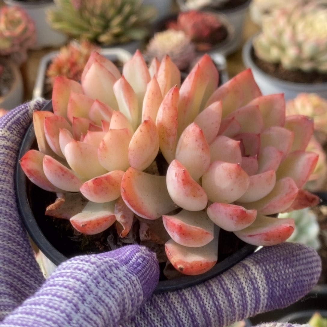 650雨燕座锦锦锦锦锦锦