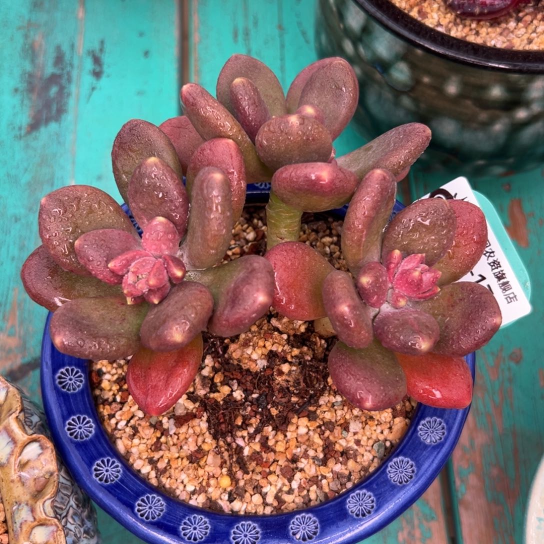 多肉一物一拍0307-17