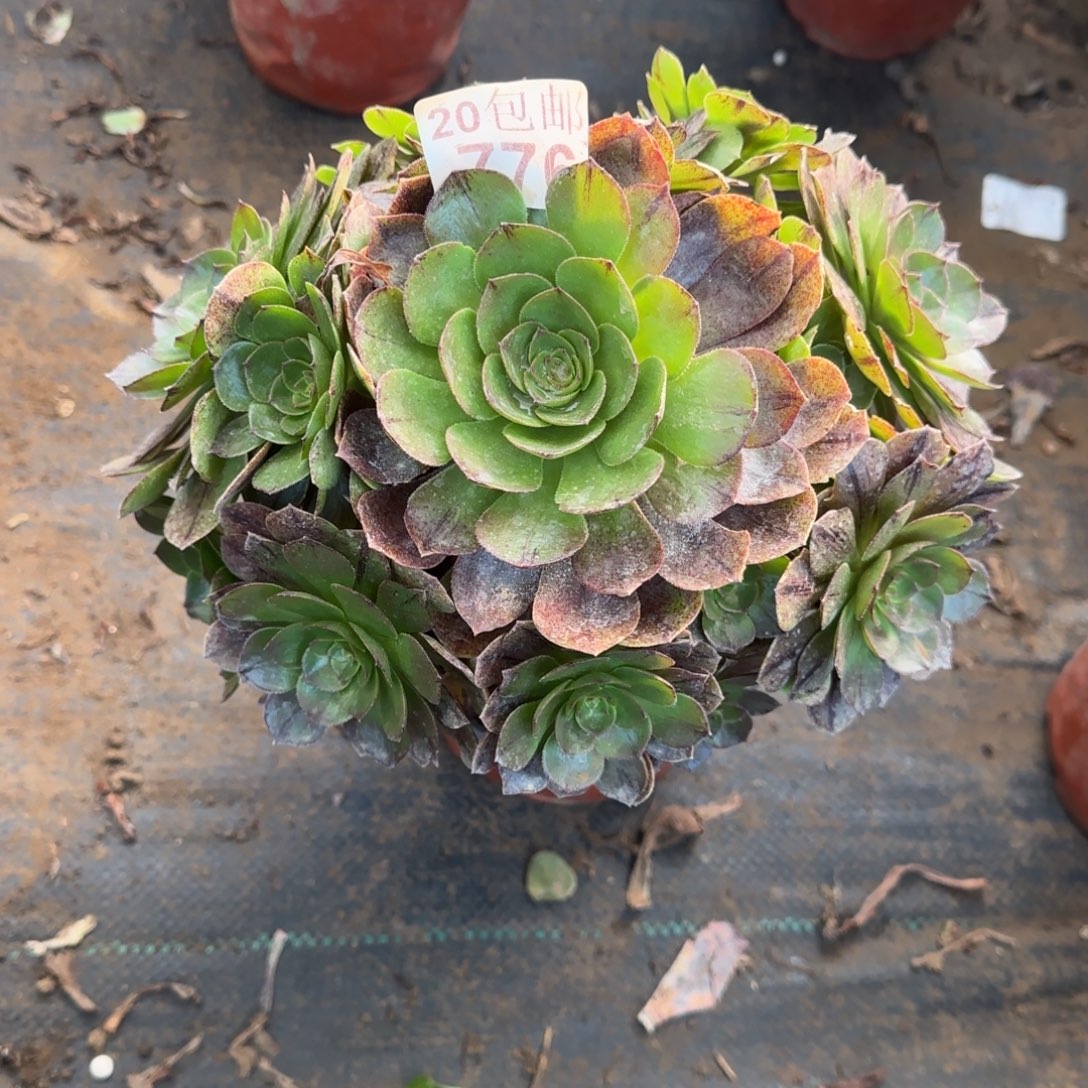 万拉丝776满20包邮断枝不包