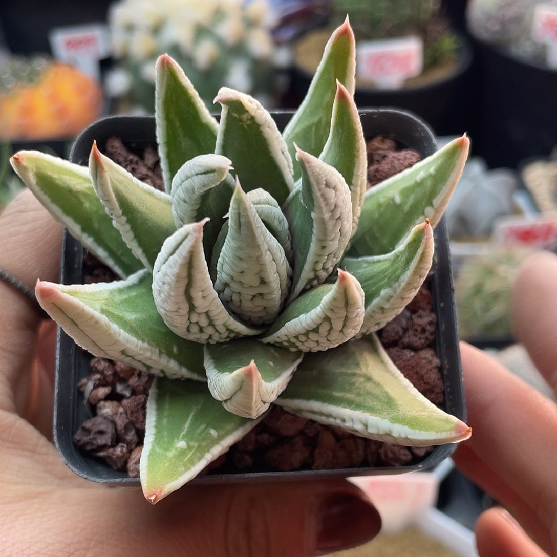 实生大白尤皇帝仙人球多肉