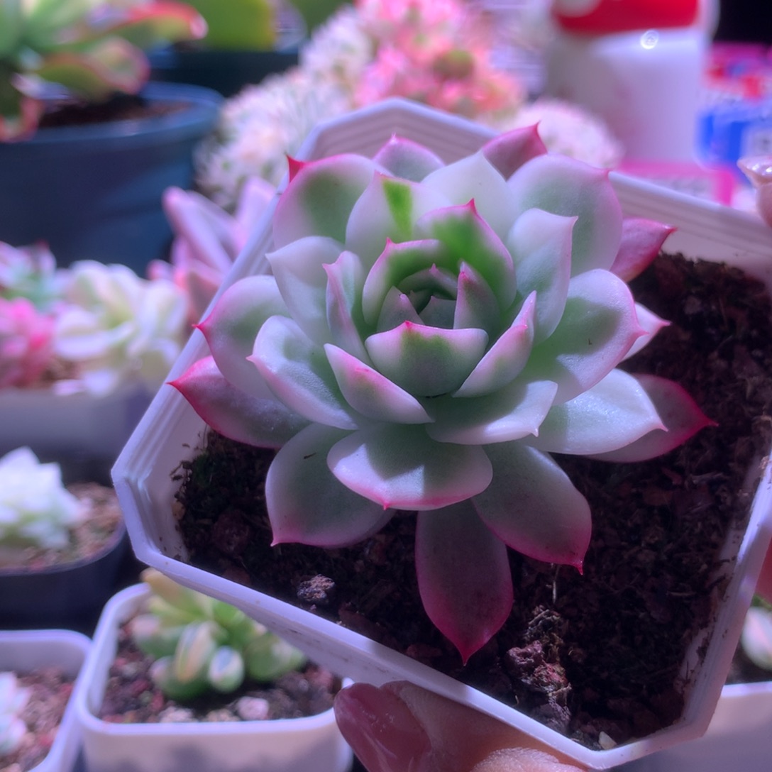 粉水晶覆轮锦有根