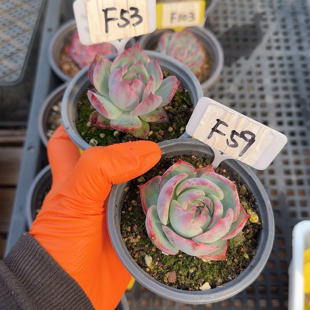 未***期F53-59惊鸿单头多肉
