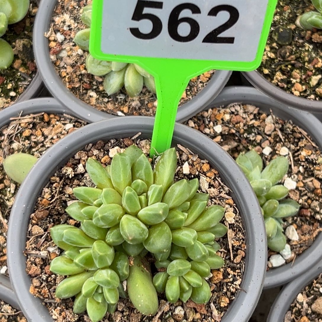 多肉植物优选暗纹美人562