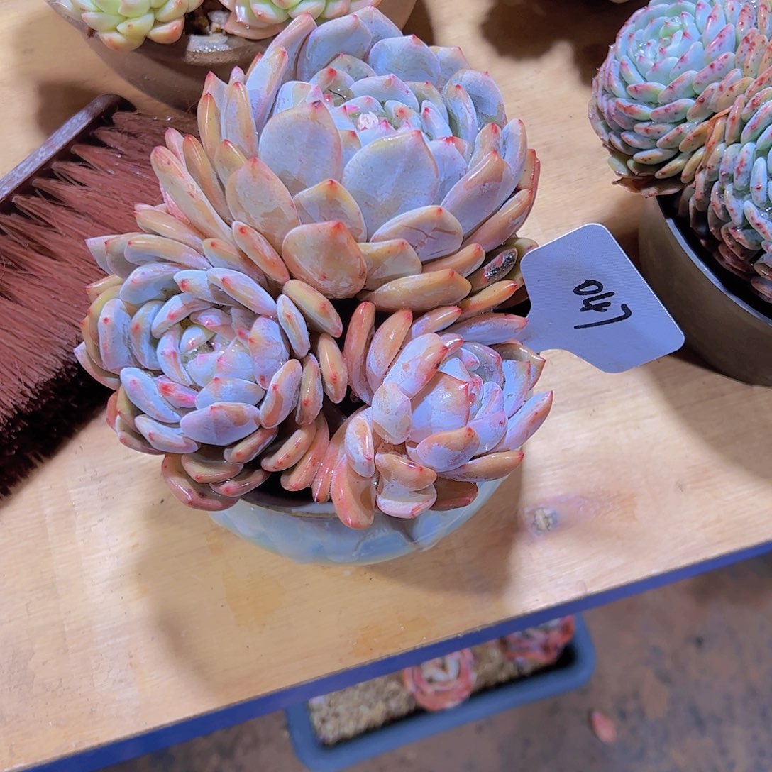 L****47橙子。。。。。。。