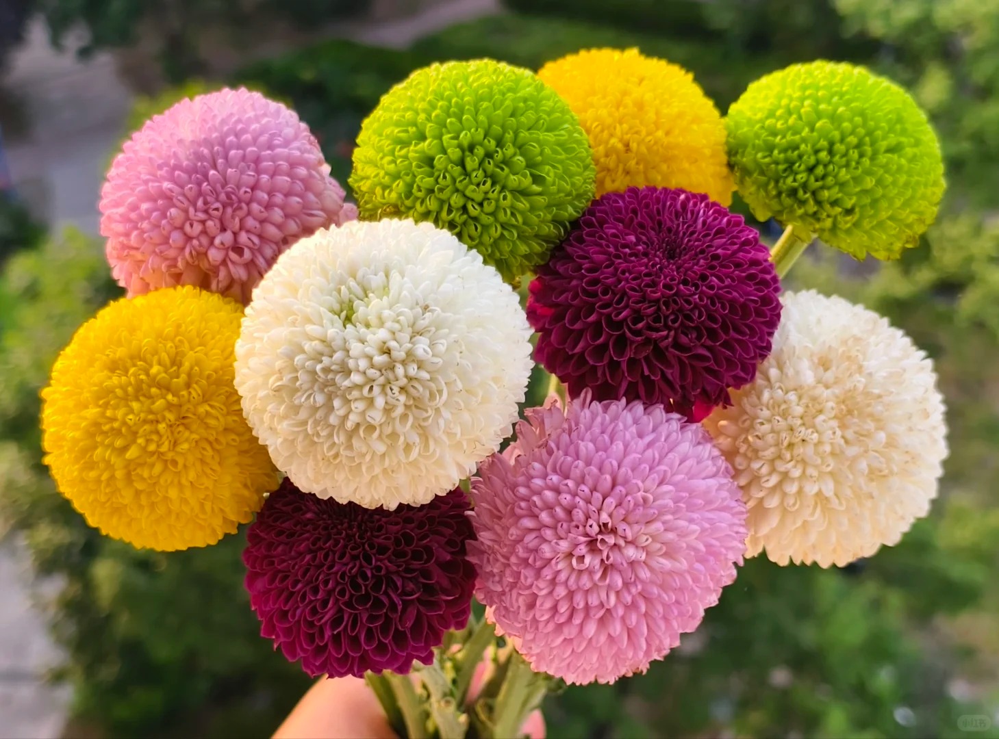 乒乓球菊一盆