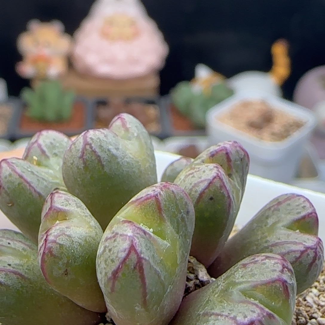 2.16.52/铅笔画杂/10头