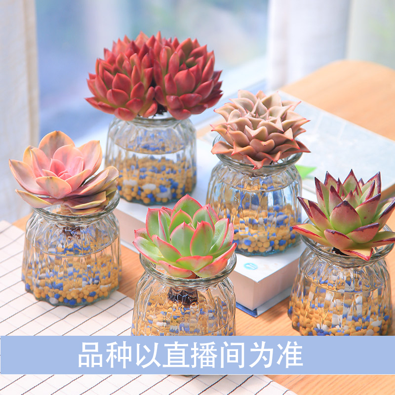 大颗无土水培多肉植物套餐好养耐活办公室百搭懒人多肉基地直发