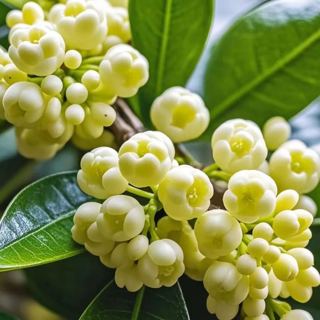 带花苞佛顶珠桂花苗四季开花金桂丹桂南方北方种植盆栽地栽