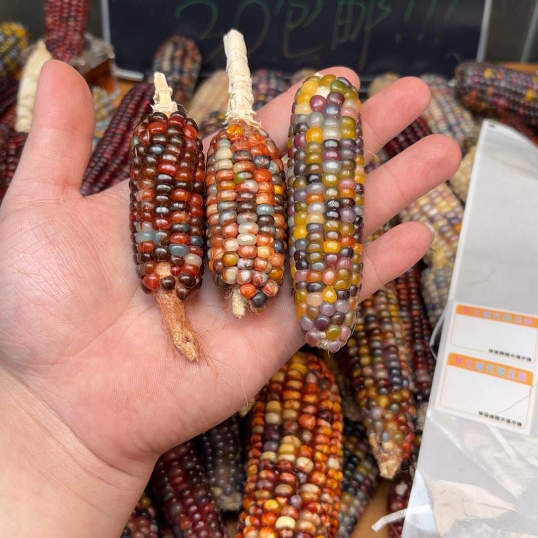 柏香籽/百香籽吊坠米*