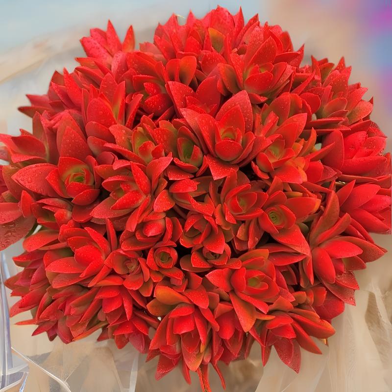 M大盆红百合 多肉植物 新手室内室外好养好活 耐旱云南基地发货