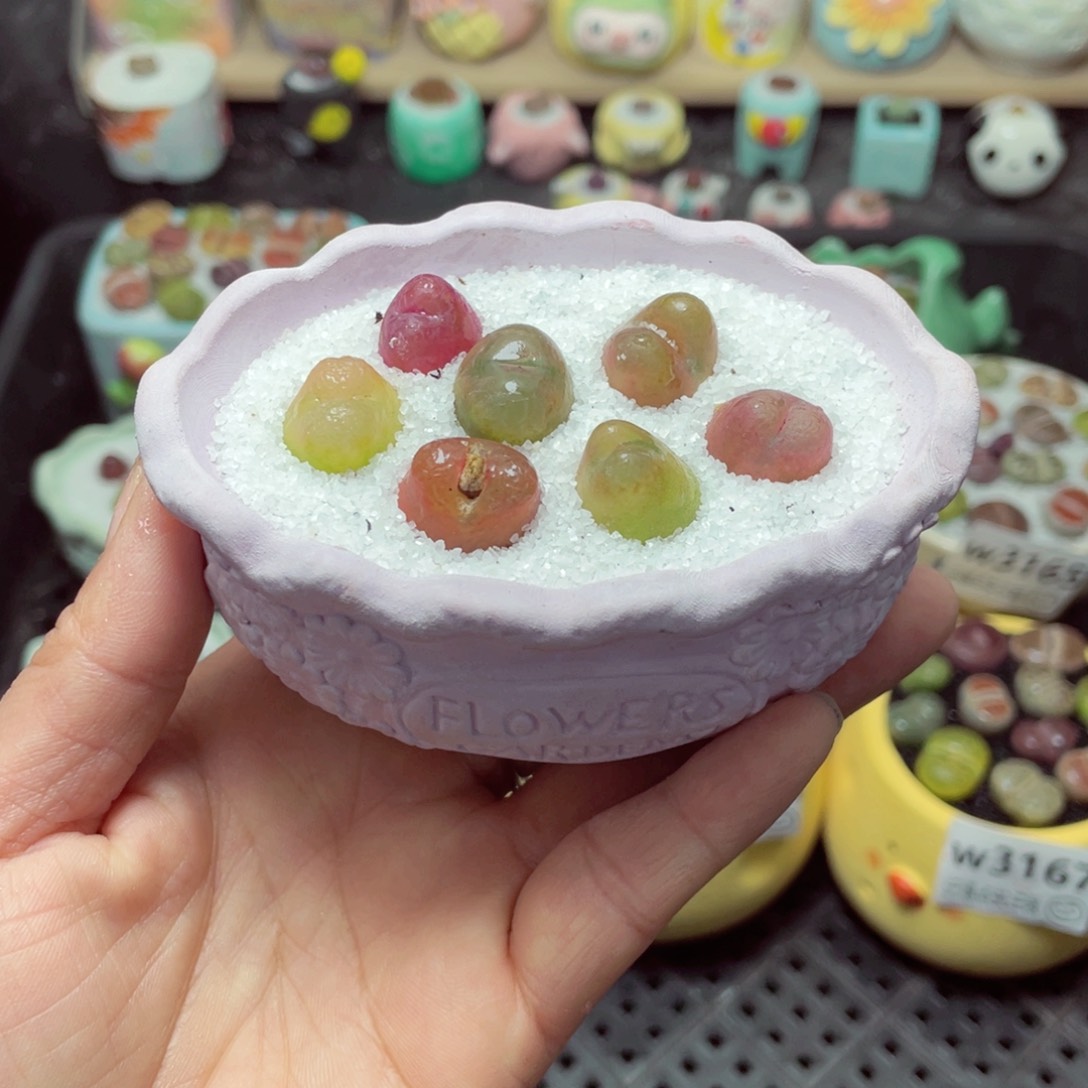 w3096 带盆土发货-零下地区拍保温箱