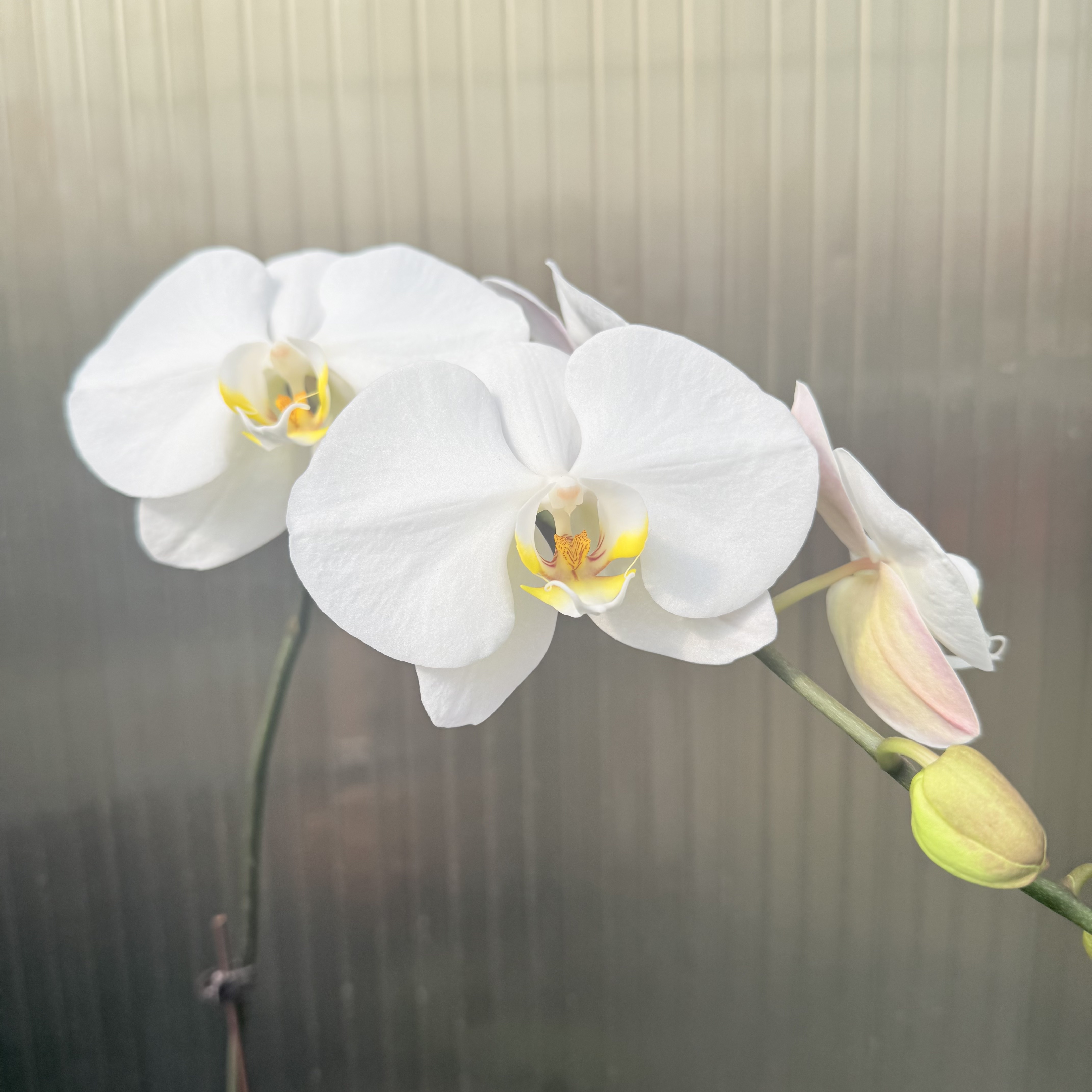 【大白V3】花心思精品蝴蝶兰 超大花A级总花量6-8个 开花3朵 3.0寸