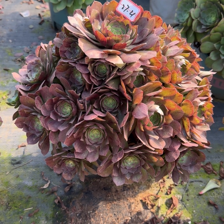 27-21万圣节多肉不包售后