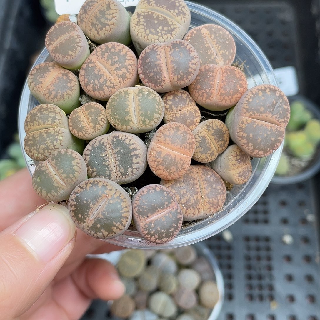 19000000花花花花花怀胎啦