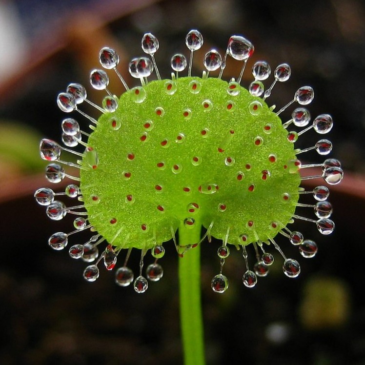 【茅膏菜专拍链接】食虫植物吃小黑飞趣味室内绿植花卉办公盆栽好养