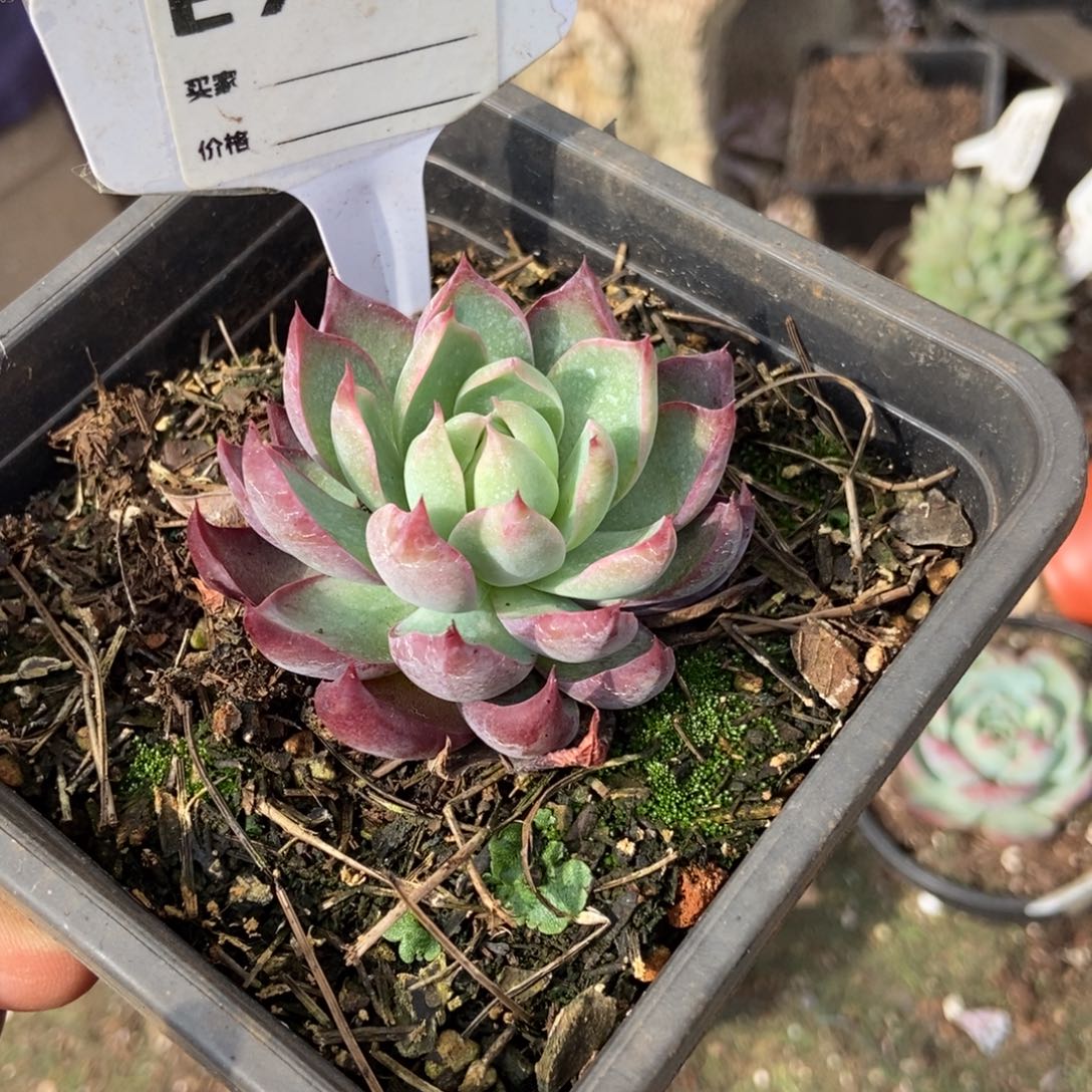 惊鸿一瞥708号多肉