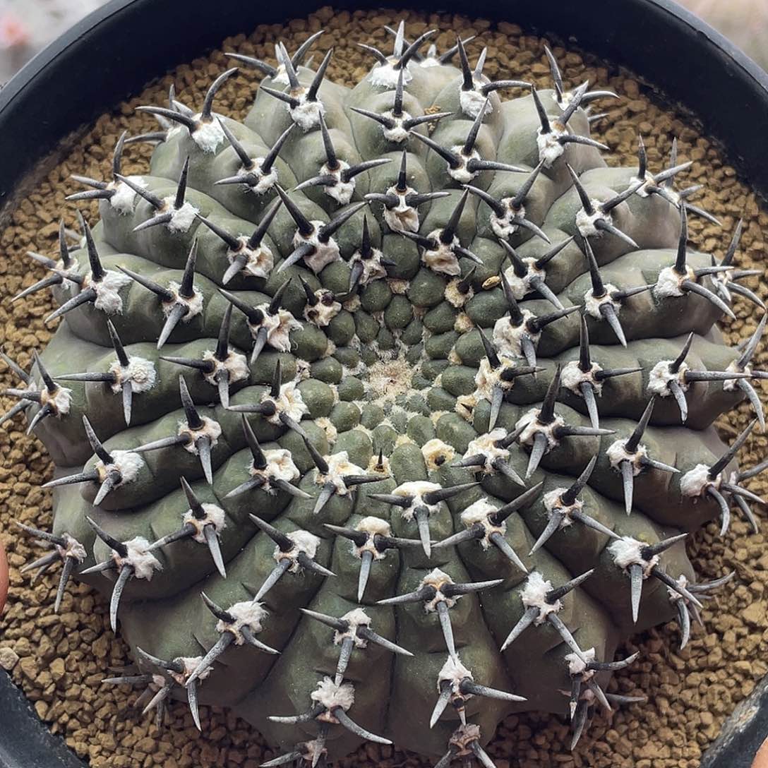 9公分 短豪刺黑刺凤头仙人球