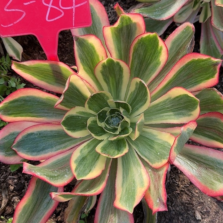 ?*儿3-84魅影多肉寄养秋天的