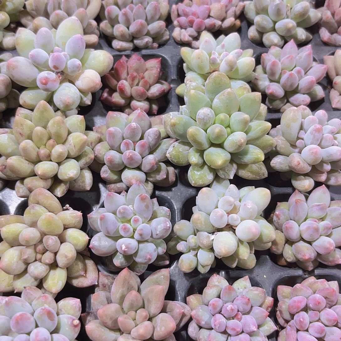 小穴苗所罗门2米2颗