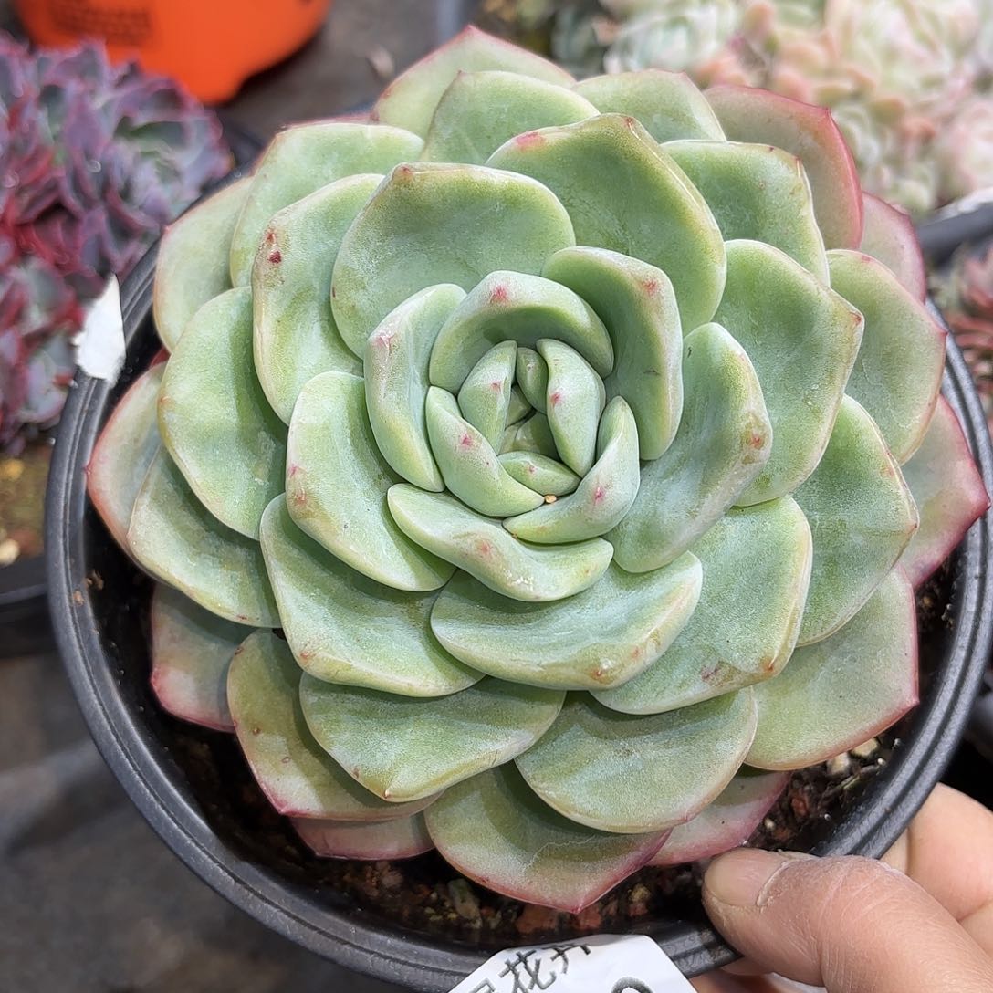 同温层多肉泡芙480