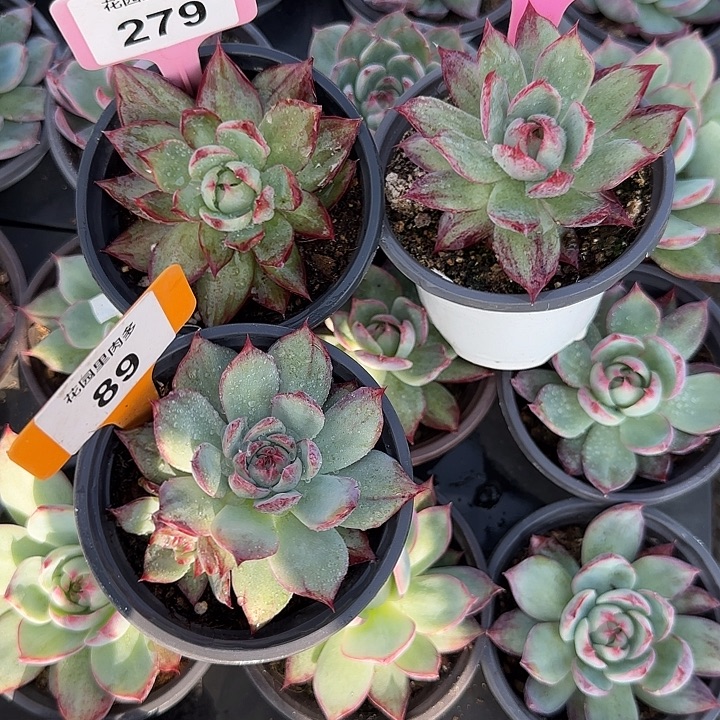 可***乐89、279、37 惊鸿仙子多肉植物7-9cm