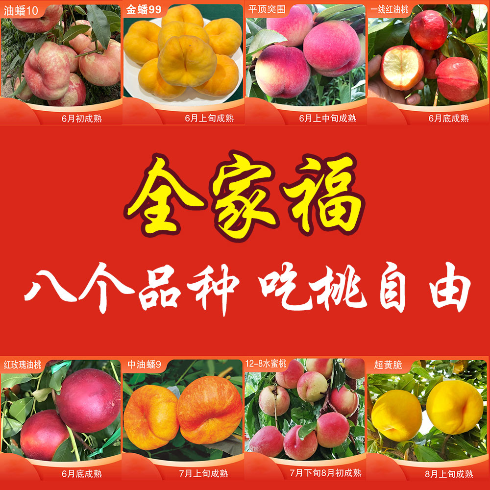 全家福 8个品种组合 元旦专场活动 生活鲜花