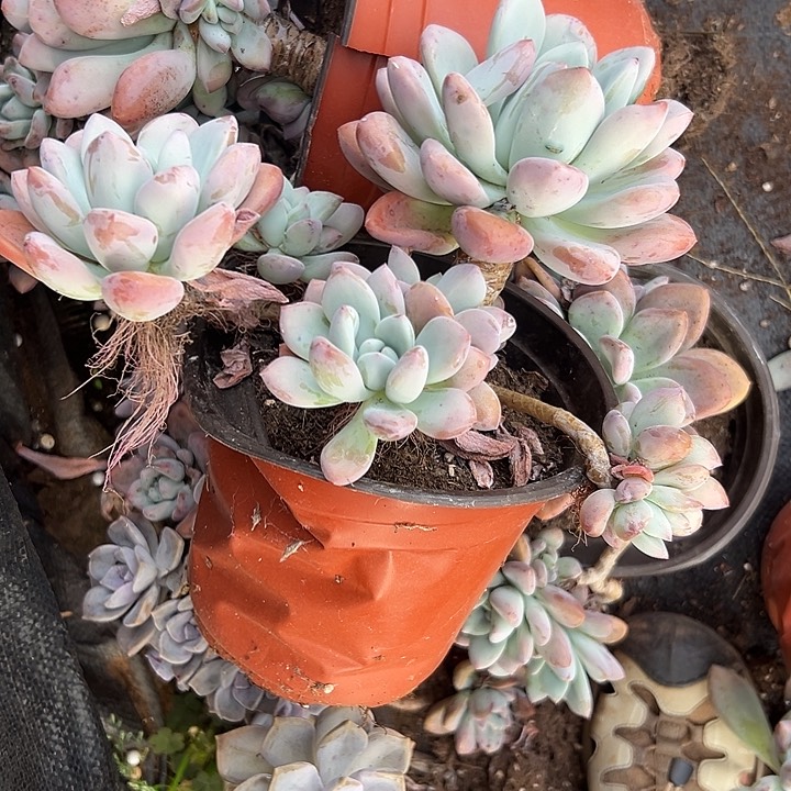 大奥普。              
