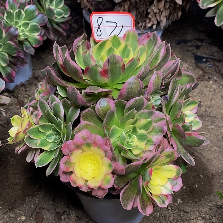 蛋***婆粉体海王老桩捧花