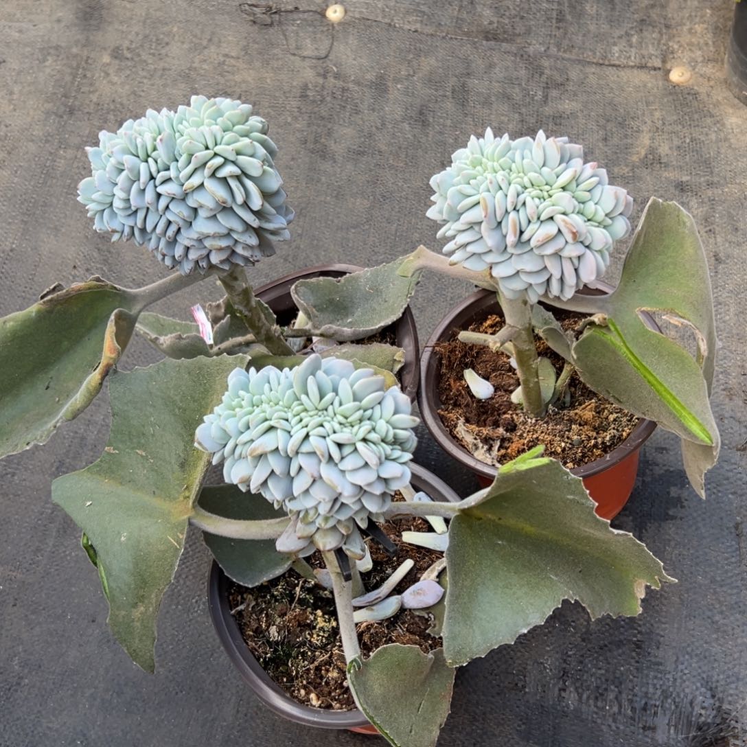 柒***节3个奶盖缀化多肉植物