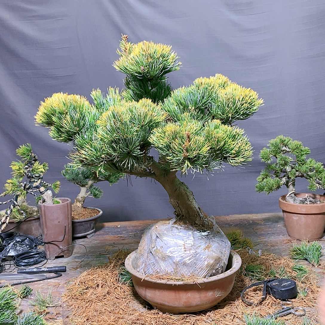 【闪购商品】无花朵松