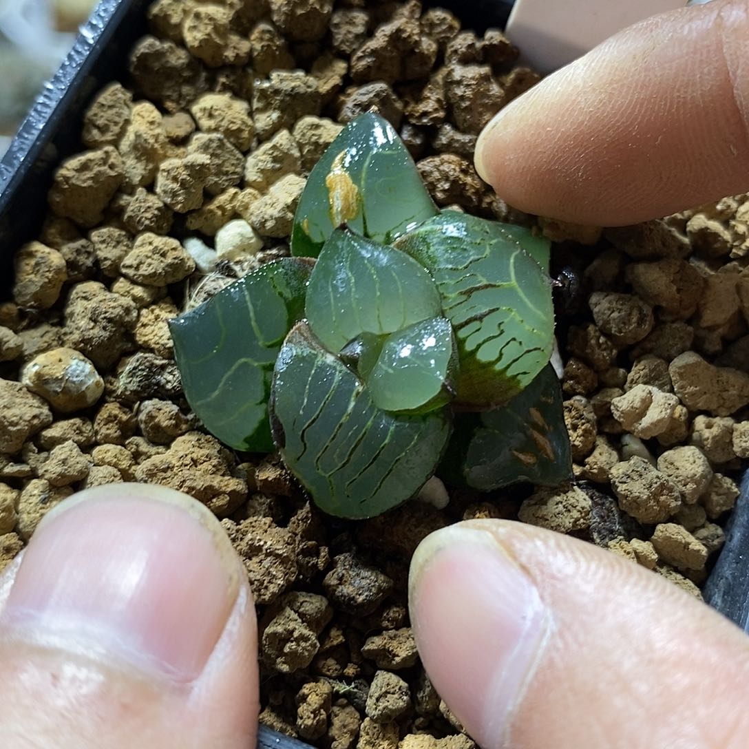 206小实生十二卷多肉