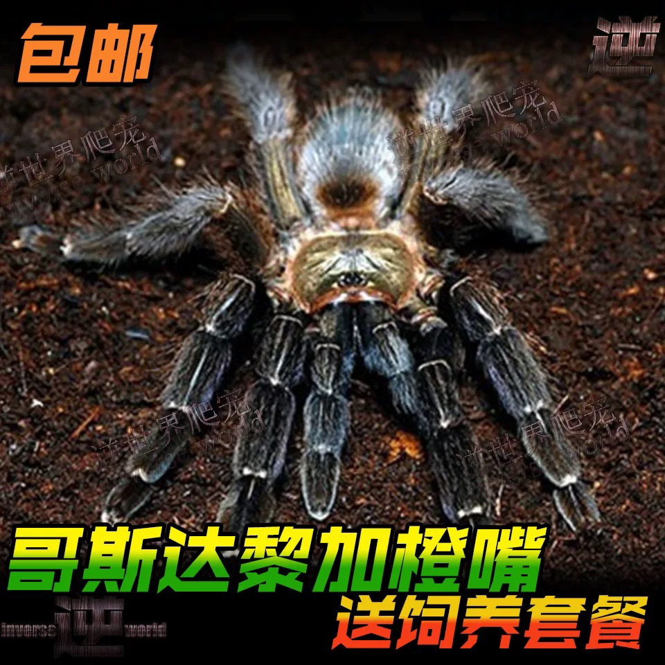 哥斯达黎加橙嘴温顺宠物毛活体蜘蛛异宠个性好养另类宠物好养