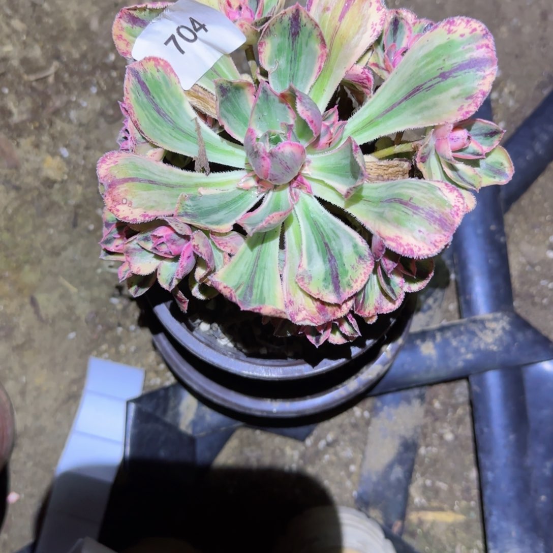 青花法师多肉704