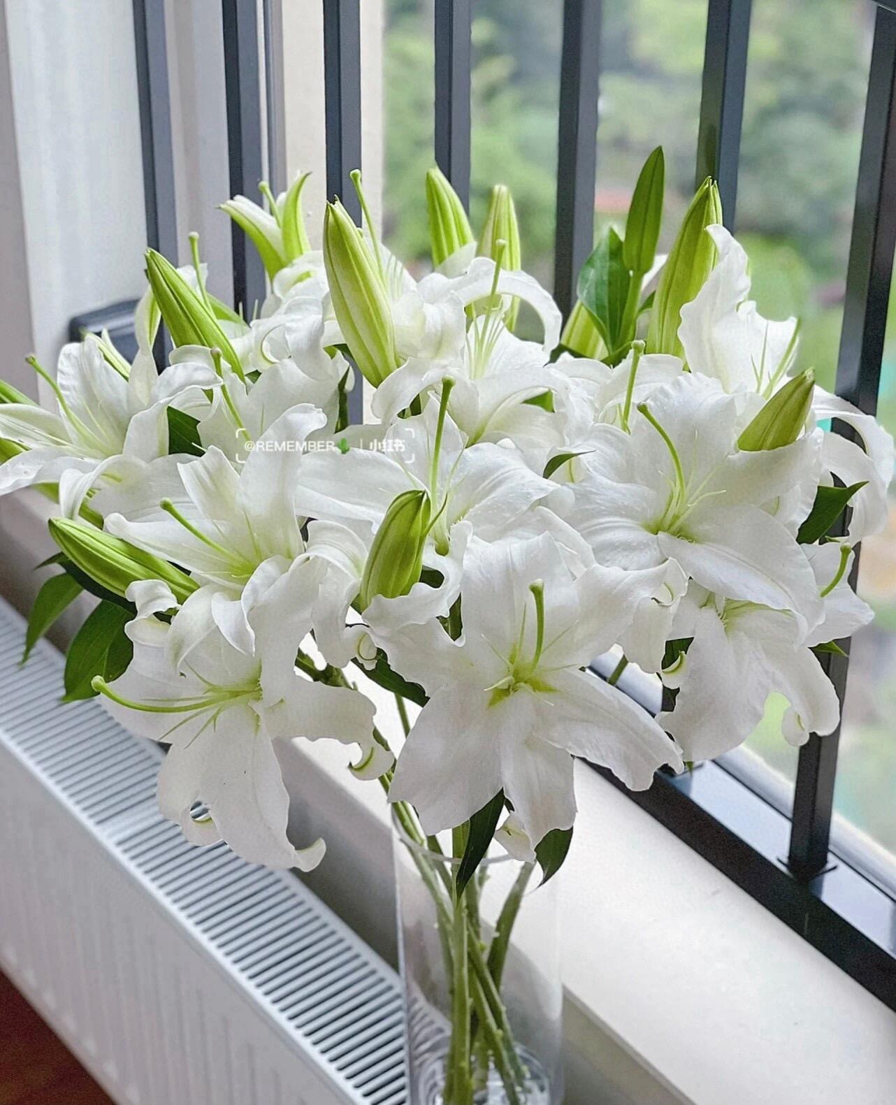 【西伯利亚香水白百合】鲜花 百合花 基地直发 发货后不支持仅退款