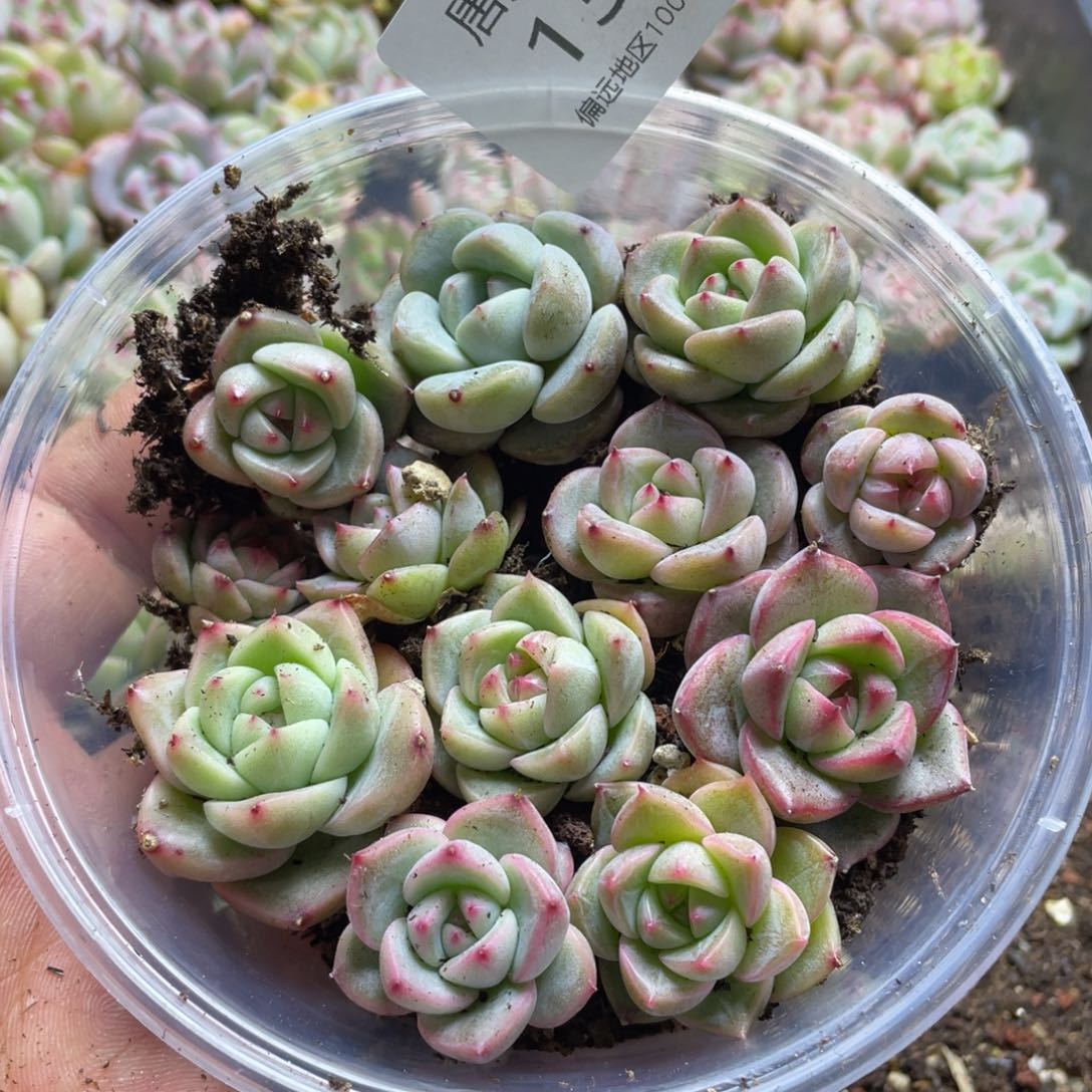 珍妮混一物一拍136