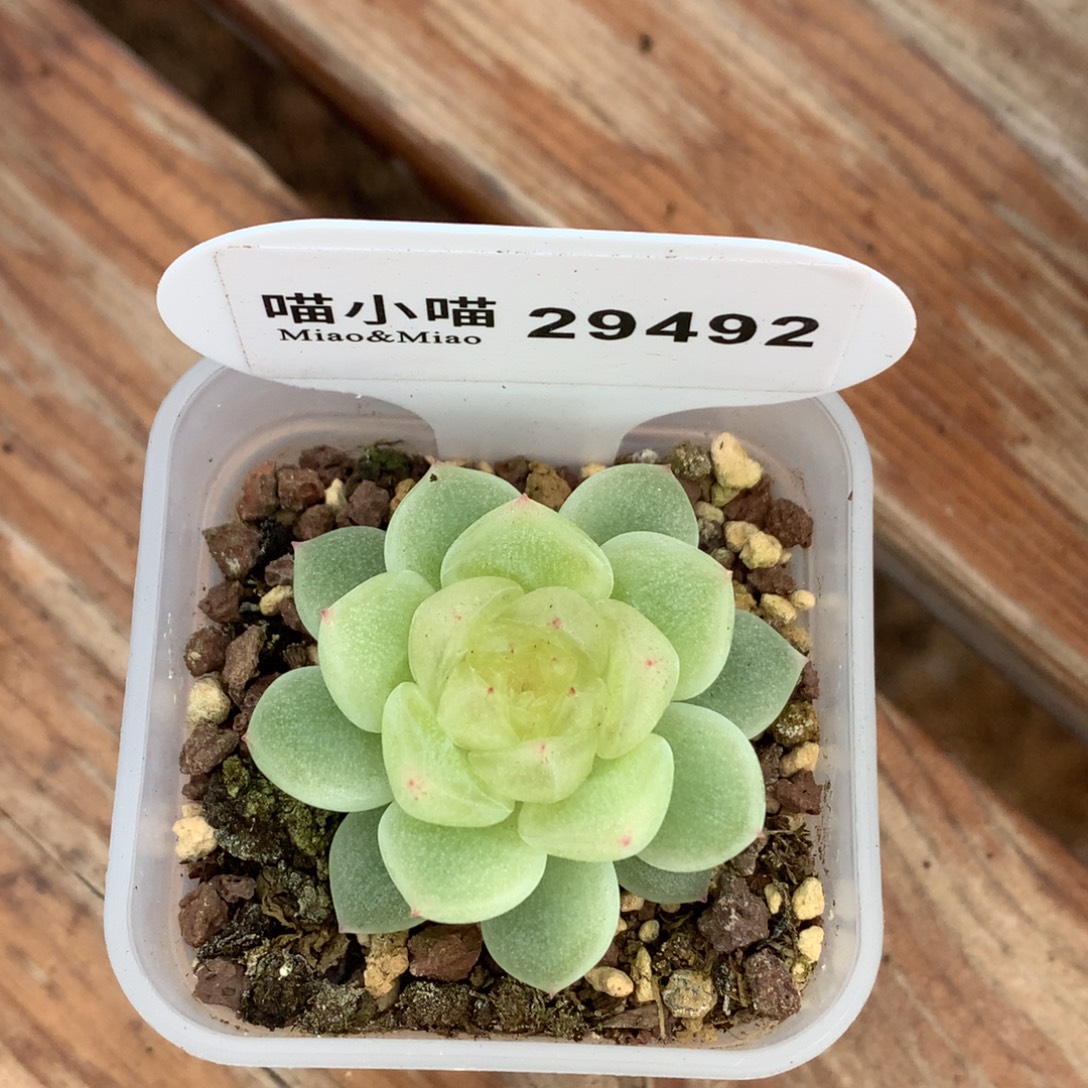 向***月多肉植物杂交珍妮