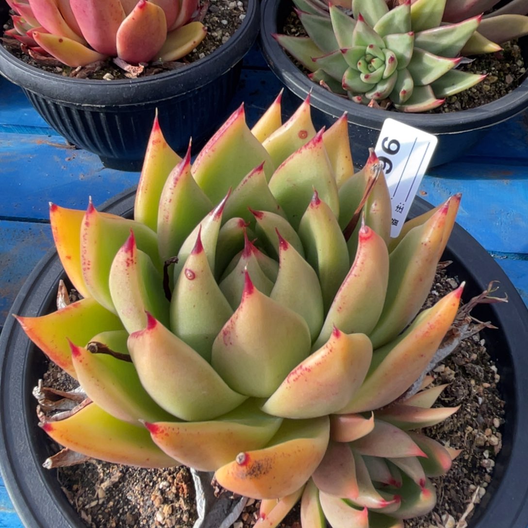 无花朵若如东云组拍E996